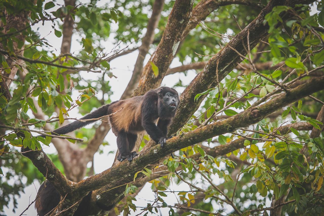 Tesoro Escondido Ecolodge Cabinas Бокас-дель-Торо Экстерьер фото